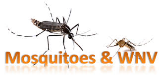 mosquito image and WNV letters